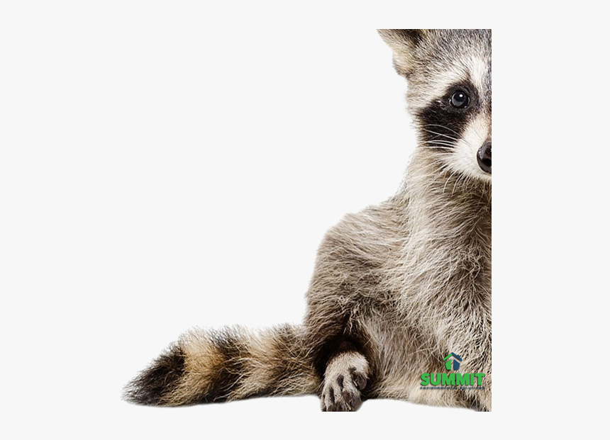 Baby Raccoon, HD Png Download