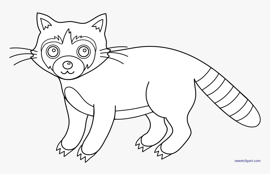 Transparent Baby Raccoon Clipart - Drawing, HD Png Download