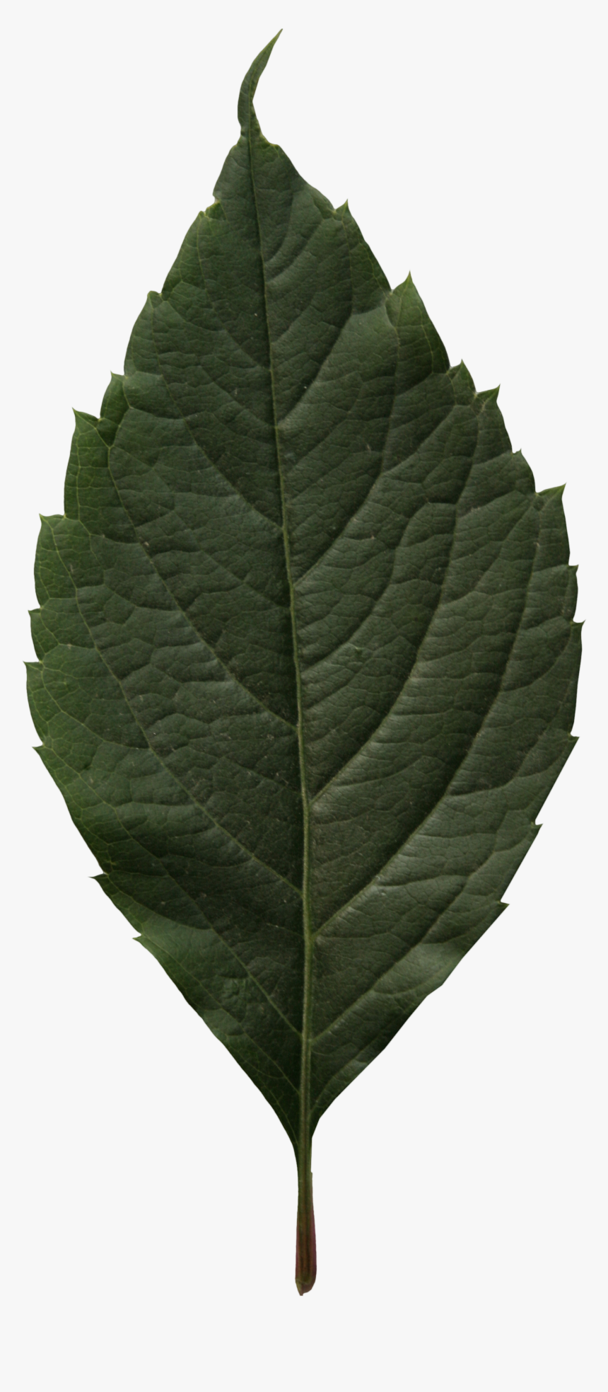 Canoe Birch, HD Png Download