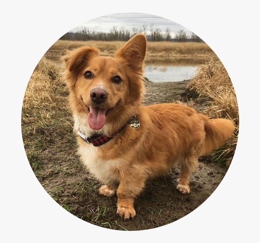 Gryffin - Dog Catches Something, HD Png Download