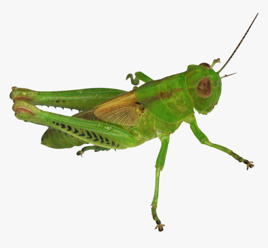 Grasshopper Png Image - Gambar Belalang Png, Transparent Png