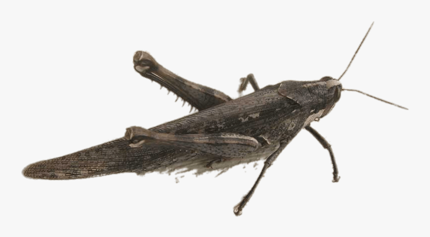 Bird Grasshopper - Portable Network Graphics, HD Png Download