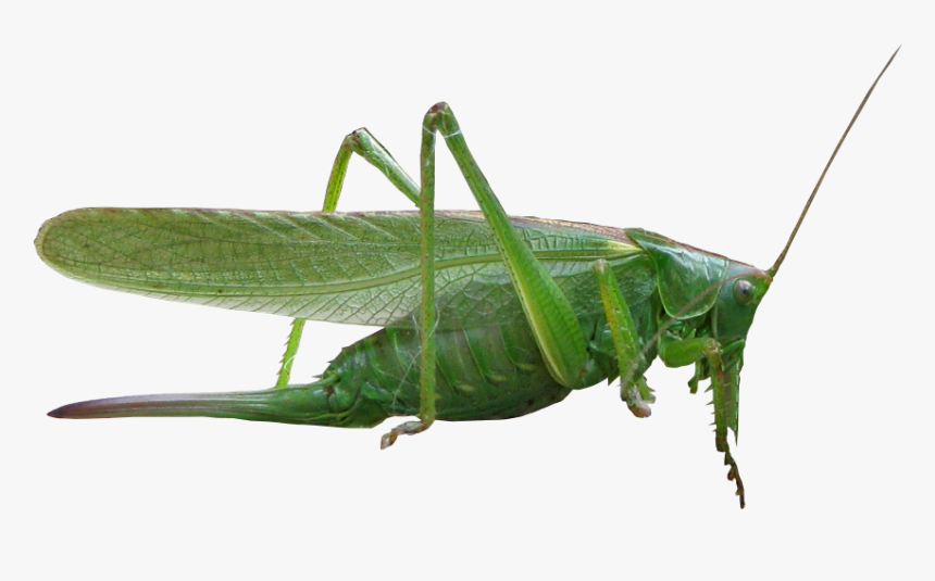Grasshopper Png - Насекомые На Прозрачном Фоне, Transparent Png