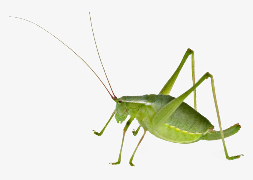 Realistic Grasshopper Png File Download Free - Bush Cricket Female And Male, Transparent Png