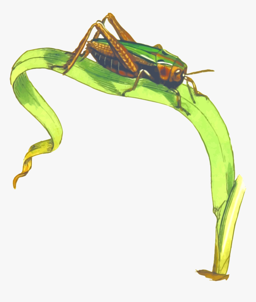 Grasshopper On Grass Clipart, HD Png Download