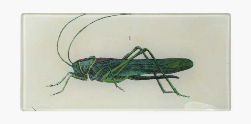 Grasshopper, HD Png Download