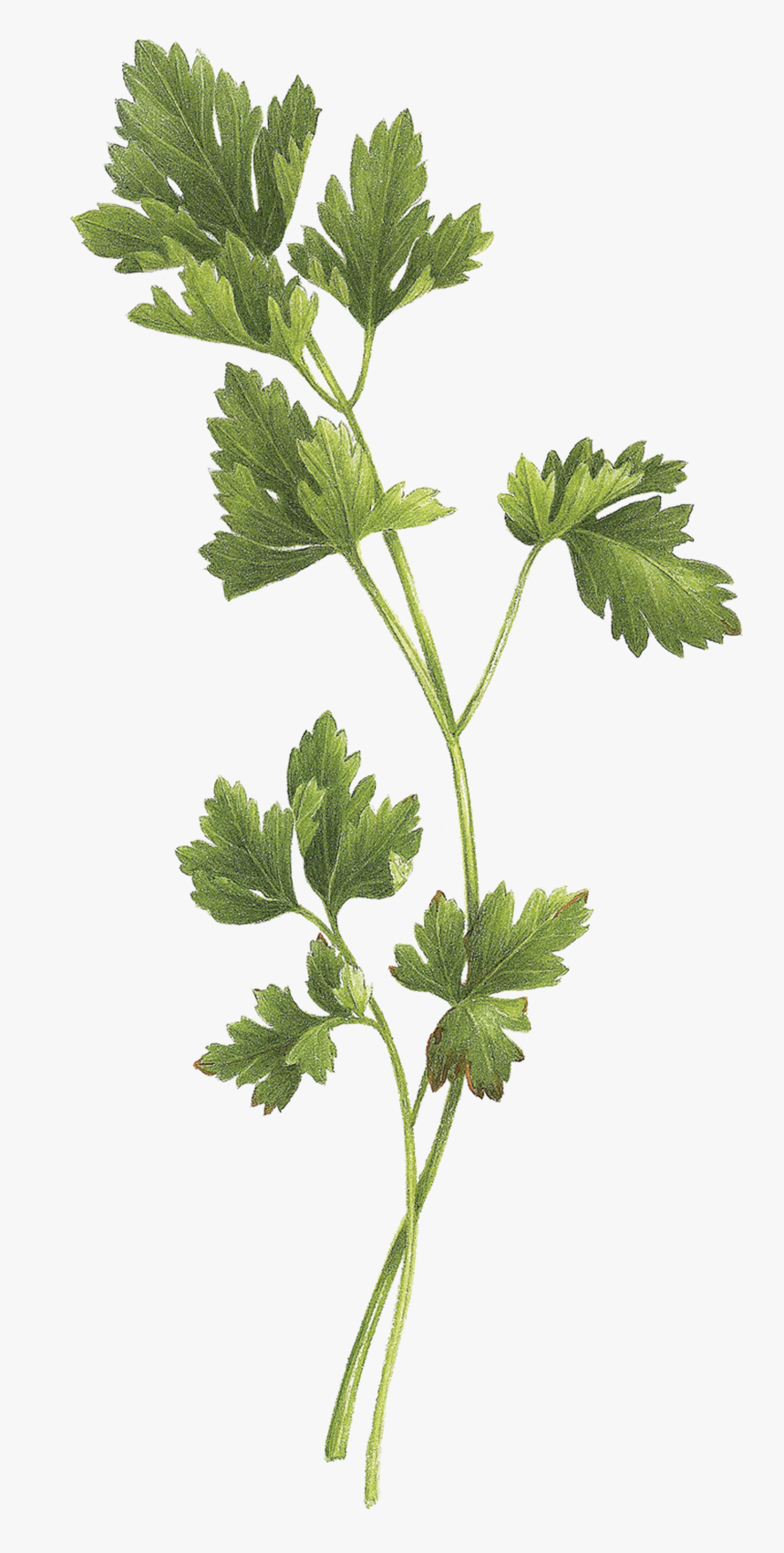 Bouquet Garni , Png Download - Tattoo Parsley Sage Rosemary And Thyme, Transparent Png