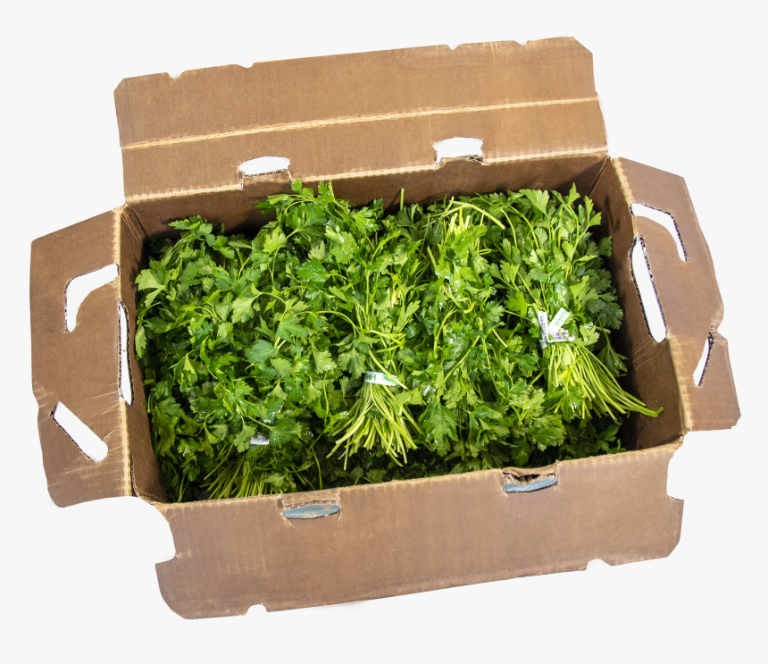 Flowerpot, HD Png Download