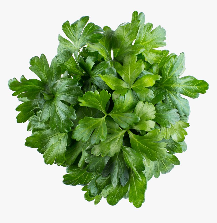 Parsley, HD Png Download