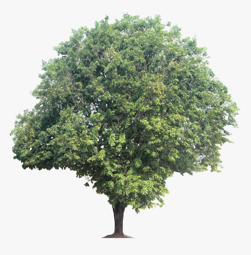 Quercus Robur 3d Model, HD Png Download