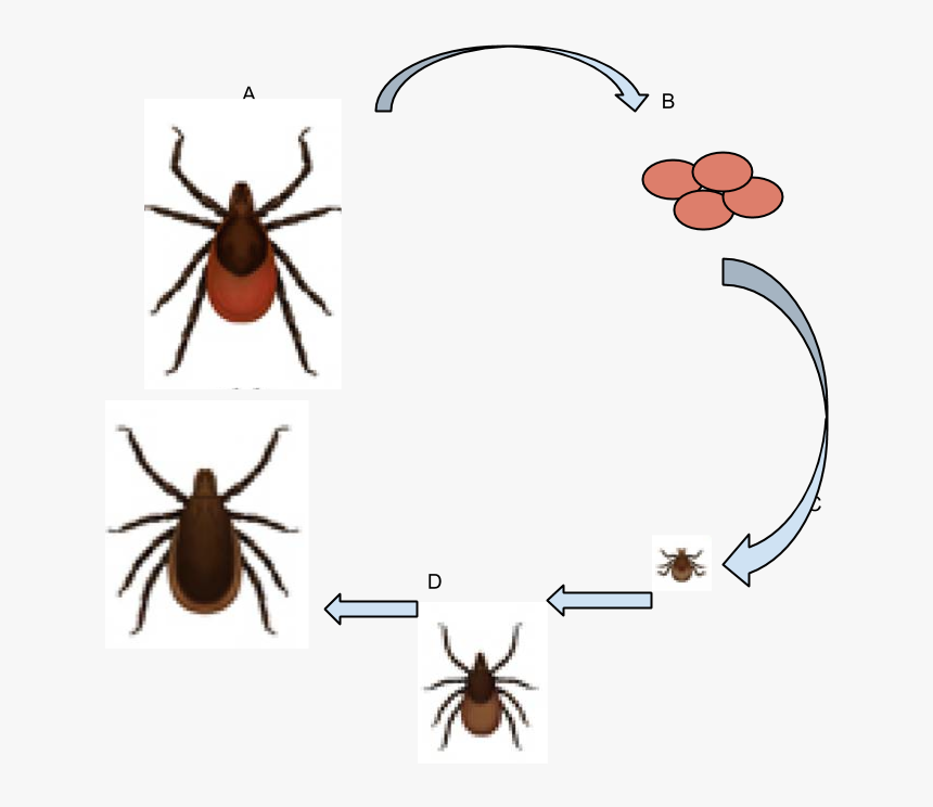 Deer Tick Life Cycle -3 - Deer Ticks Ixodes Scapularis, HD Png Download