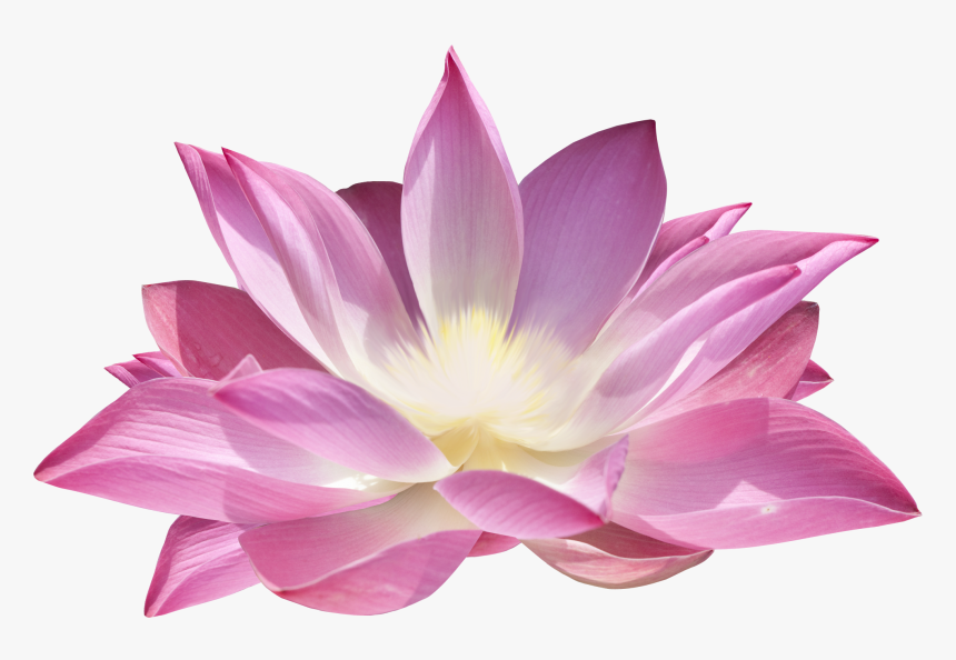 Lotus Flower Png - Лотос Пнг, Transparent Png