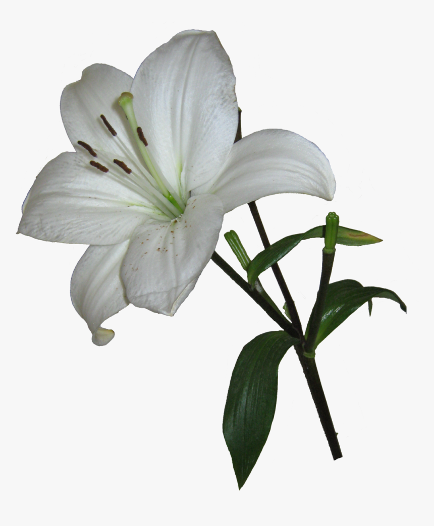 Lily Png - Easter Lily Transparent Background, Png Download