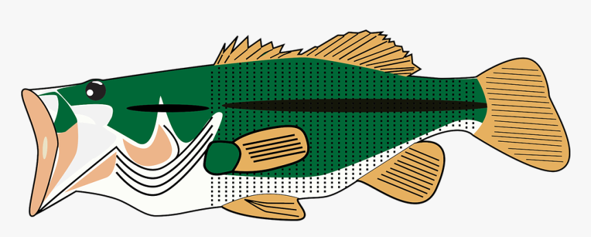 Fish Graphic Sea Bass, HD Png Download