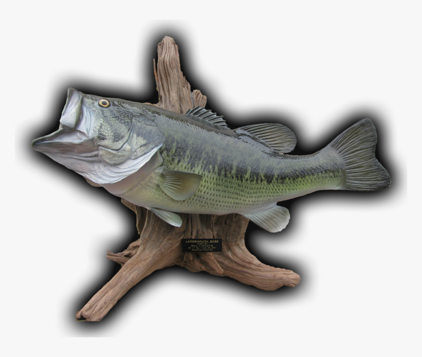 23 - Bass, HD Png Download