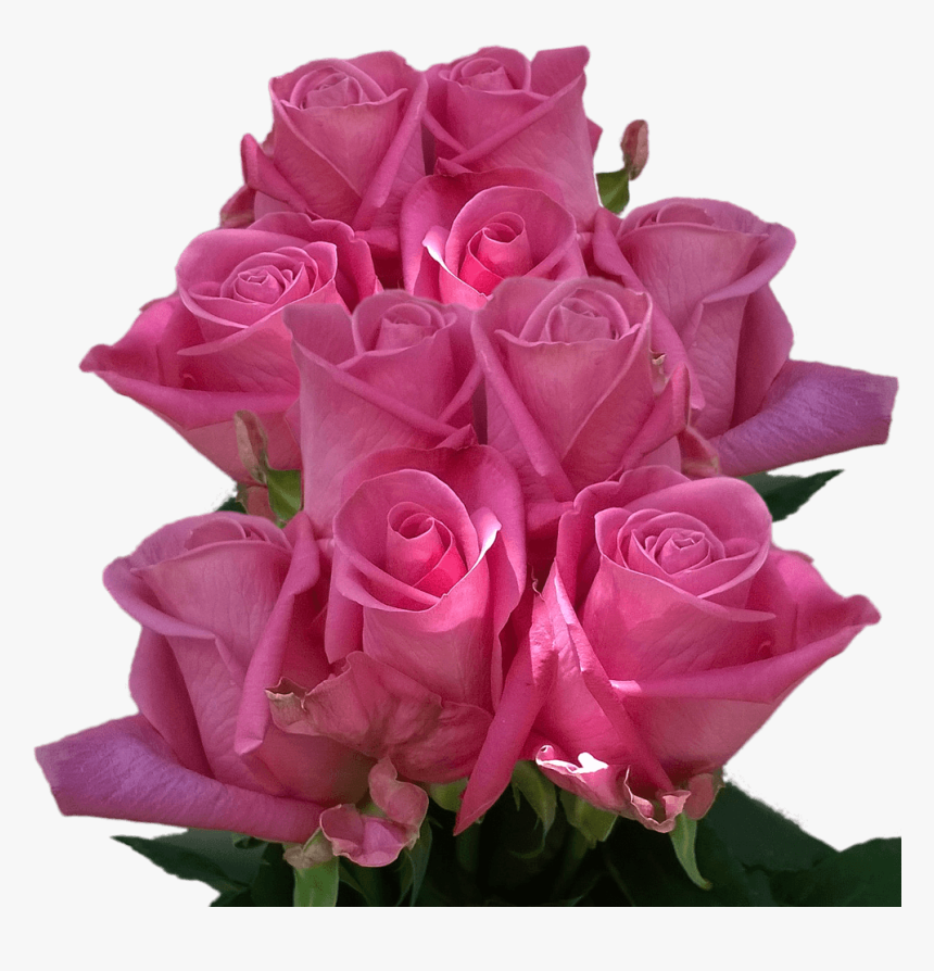 Real Roses Dark Purple Colors Roses Flowers Cheap 50 - Real Rose Flower, HD Png Download