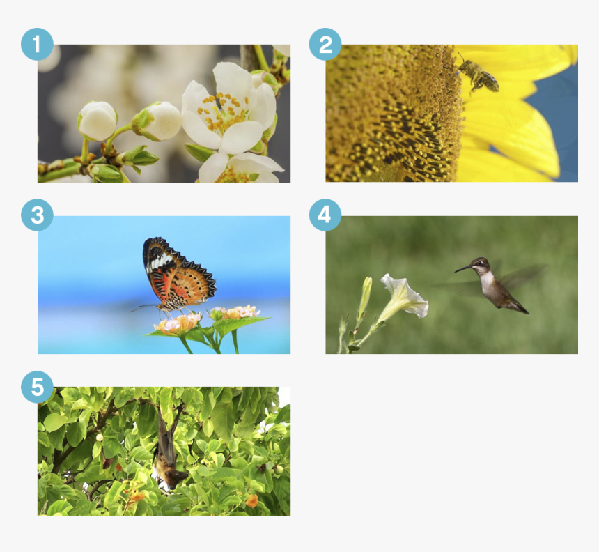 Wind Help Flower Pollination Kindergarten Worksheet, HD Png Download