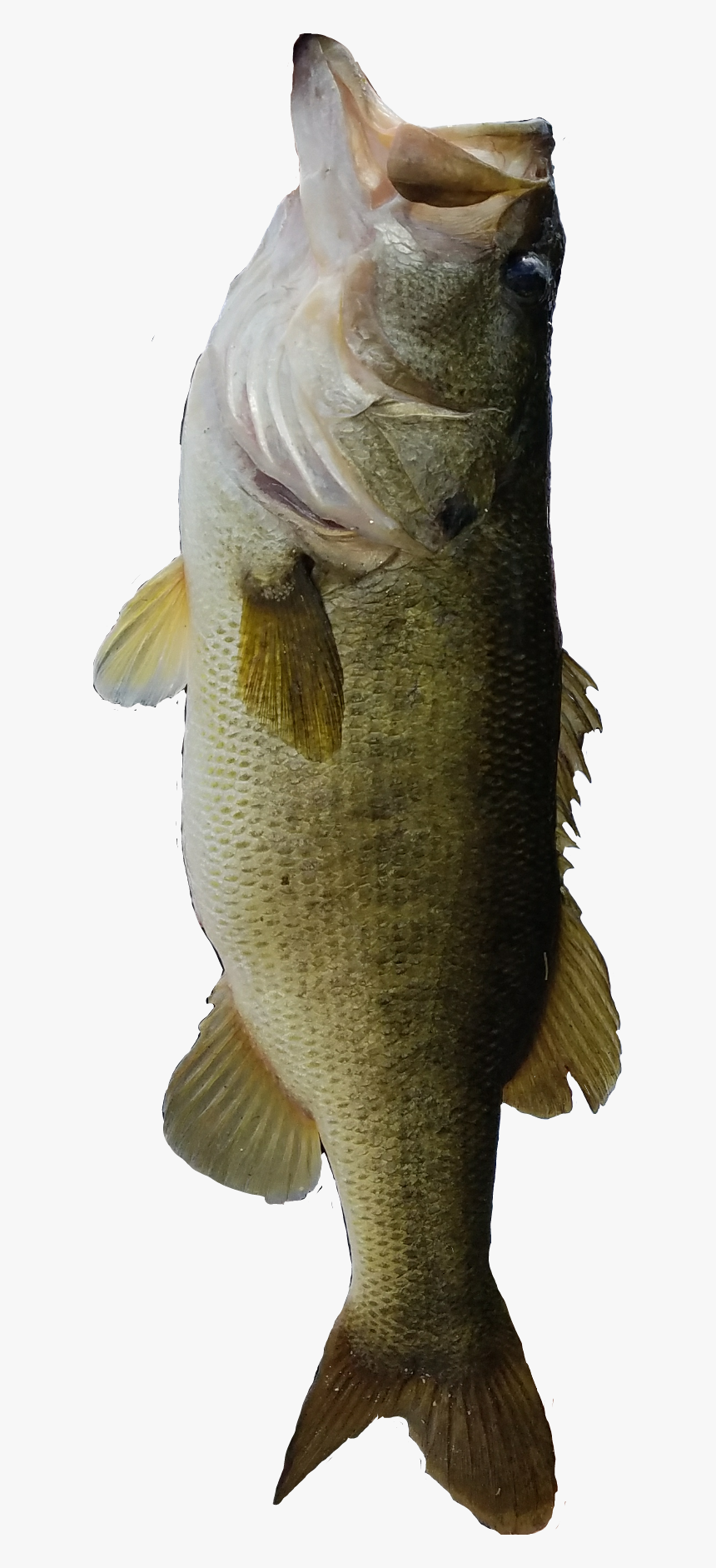 #bass #fishing #bassfishing #large - Bass, HD Png Download