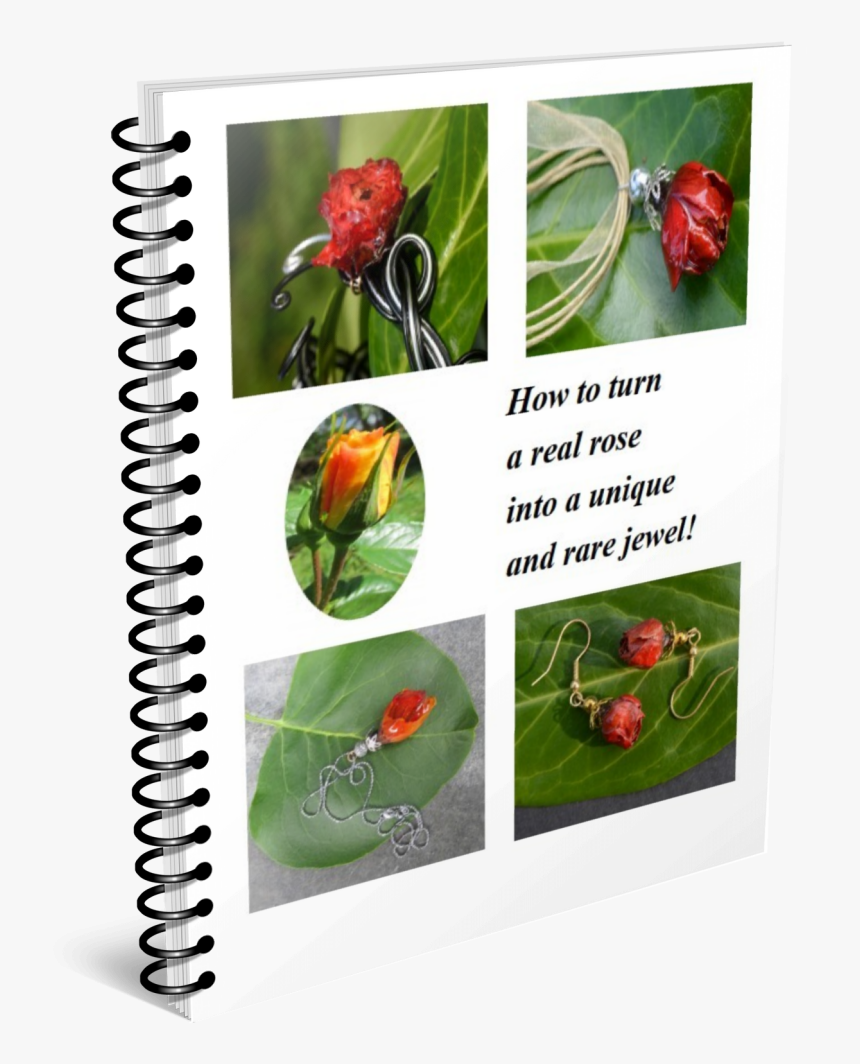 Japanese Camellia, HD Png Download