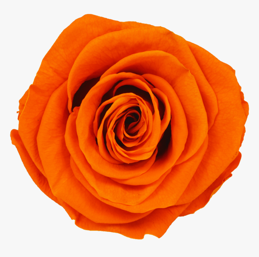 Garden Roses, HD Png Download