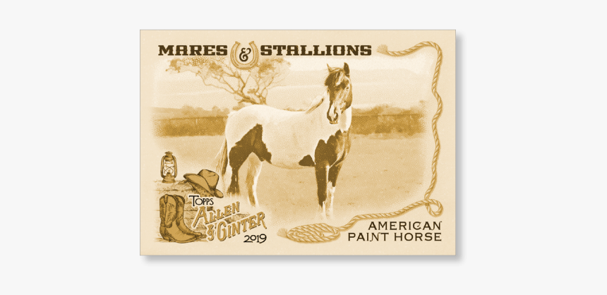 American Paint Horse 2019 Topps Allen & Ginter Oversized - Stallion, HD Png Download