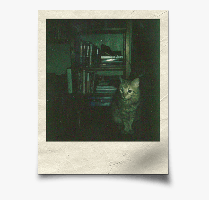 Kitty - Squitten, HD Png Download