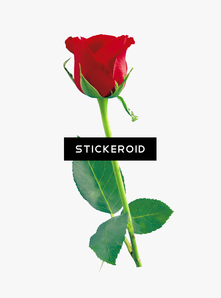 Single Red Rose Flowers - Rose Flower Png Download, Transparent Png