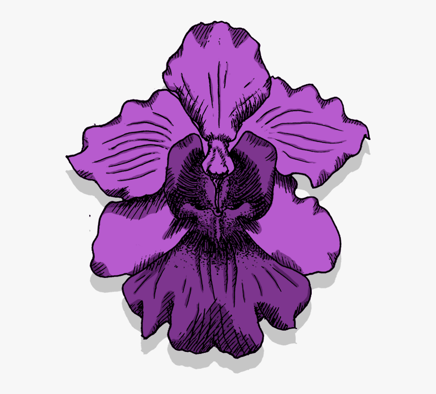 Thumb Image - Vanda Miss Joaquim Illustration, HD Png Download