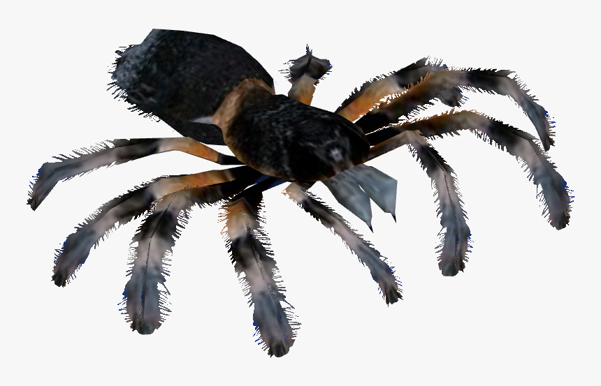 Png Tarantula, Transparent Png