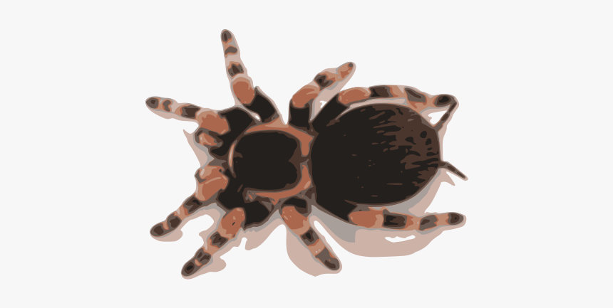 Tarantula - Mexican Red Knee Tarantula Web, HD Png Download