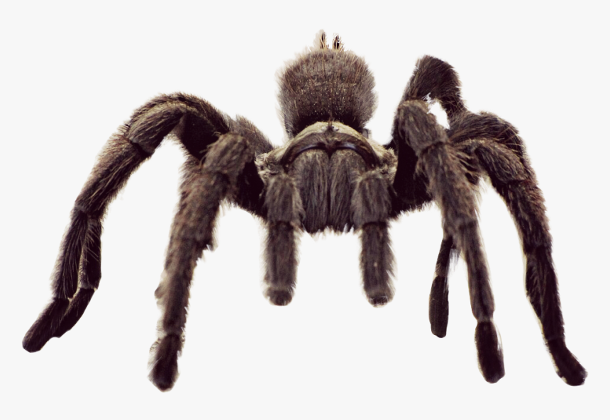 #animal #spider #tarantula #freetoedit - Tarantula Spider, HD Png Download
