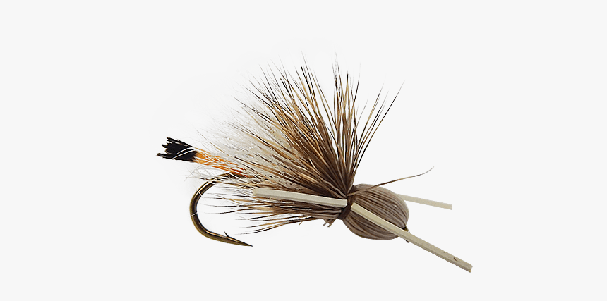 Insect, HD Png Download