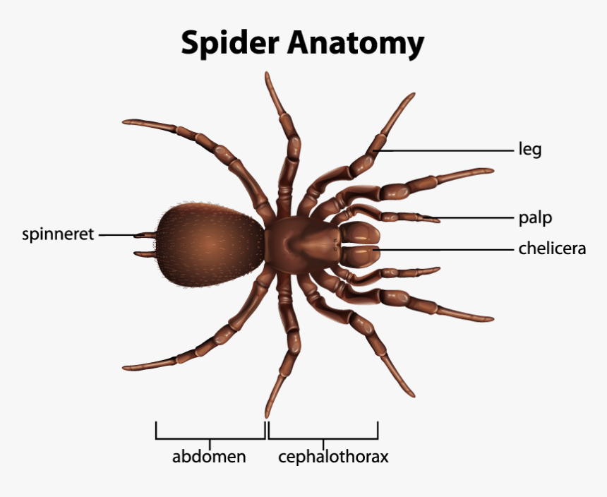 Different Insects, HD Png Download