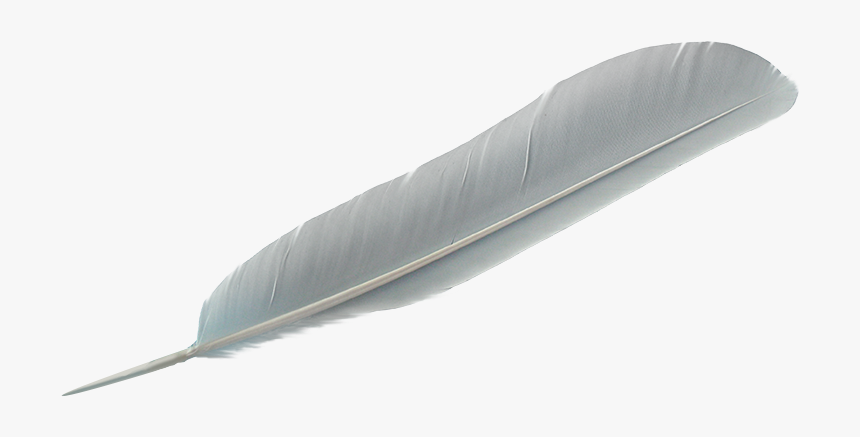 Feather, HD Png Download