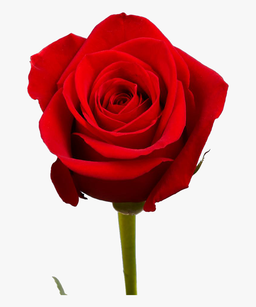 Free Red Rose Bouquet, HD Png Download