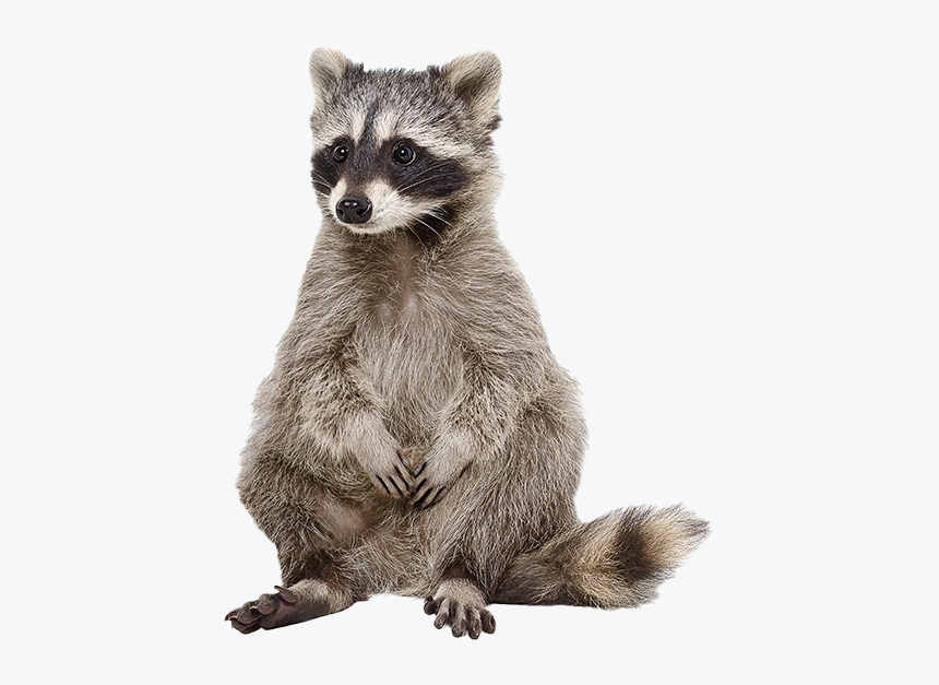 Raccoon Png Photos - Raccoon White Background, Transparent Png