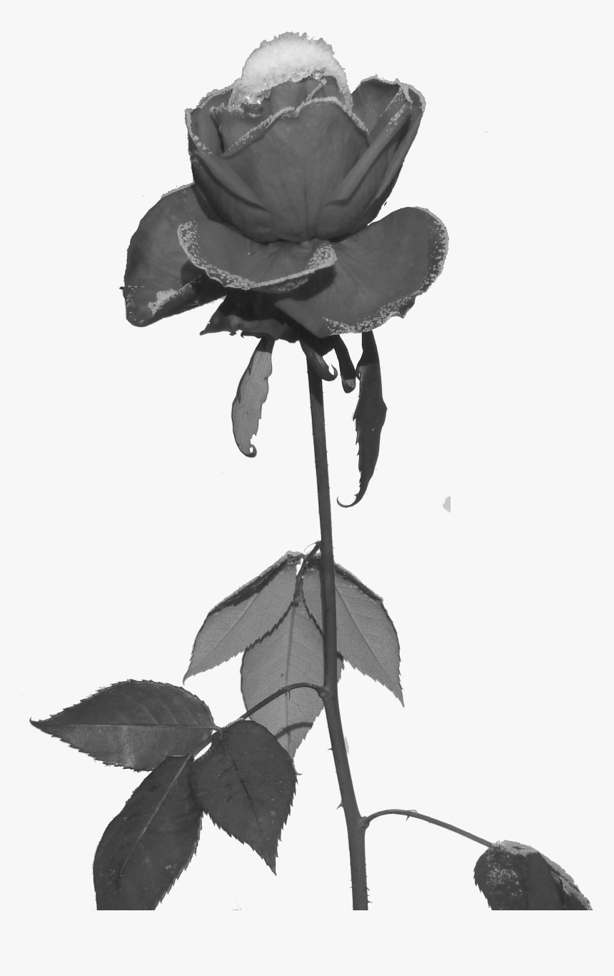 Rose Und Eis Freigestellt - Frost Rose Black, HD Png Download