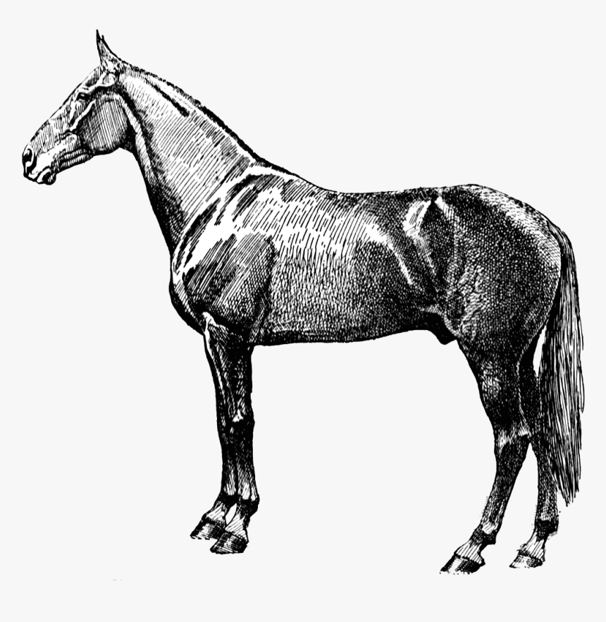 Vintage Horse Silhouette Png - Vintage Horse Clip Art, Transparent Png