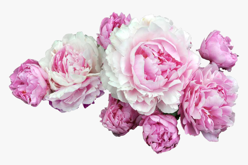 Transparent Peonies, HD Png Download