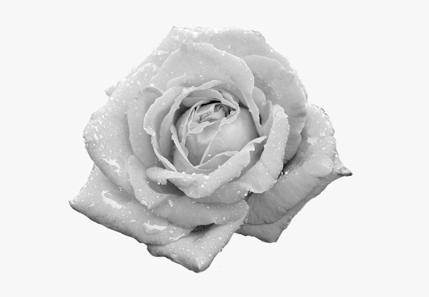 Dewy Rose, HD Png Download