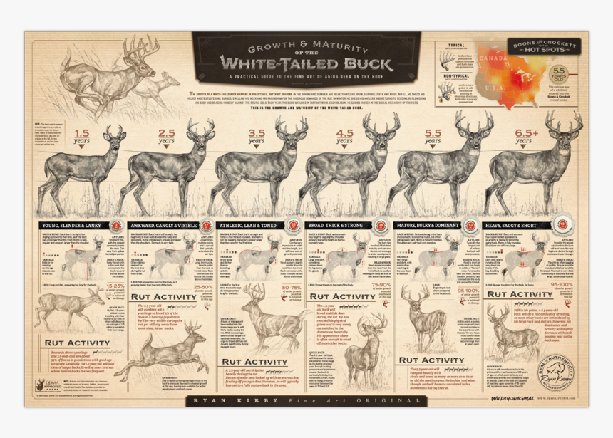 Ryan Kirby Growth Maturity Whitetail Buck Poster Deer - Growth And Maturity Of The Whitetail Buck, HD Png Download