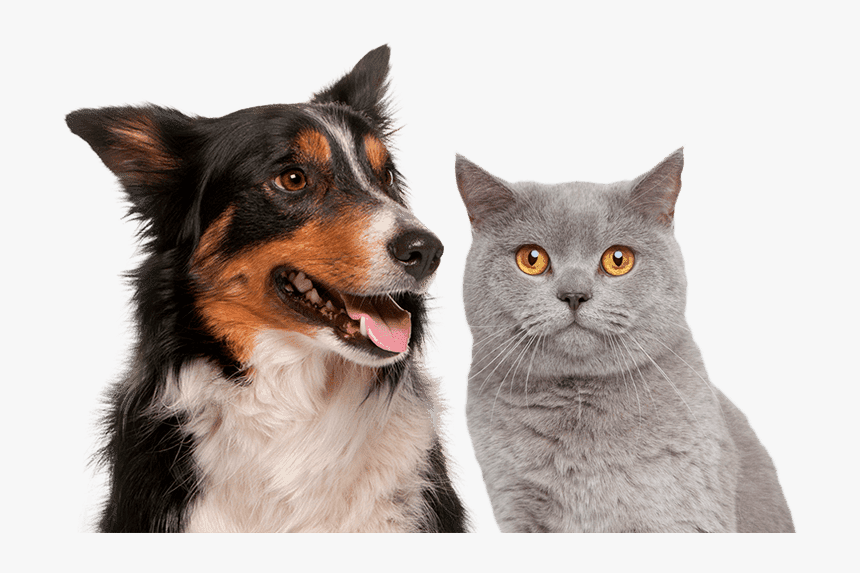 Shorthair Cat, HD Png Download