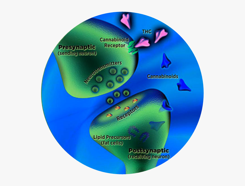 Thc Fits Into The Brains Natural Cannabinoid Receptors, - Receptor Endocannabinoid System, HD Png Download