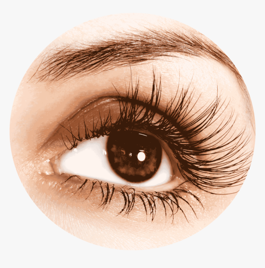 Gli Organi Accessori Dell Occhio, HD Png Download