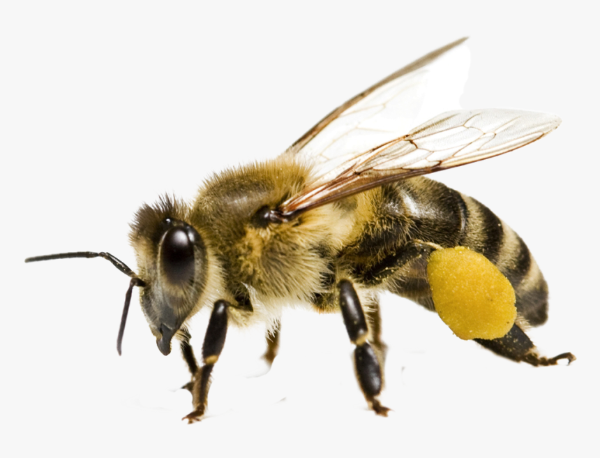 Bee Png - Honeybee Png, Transparent Png