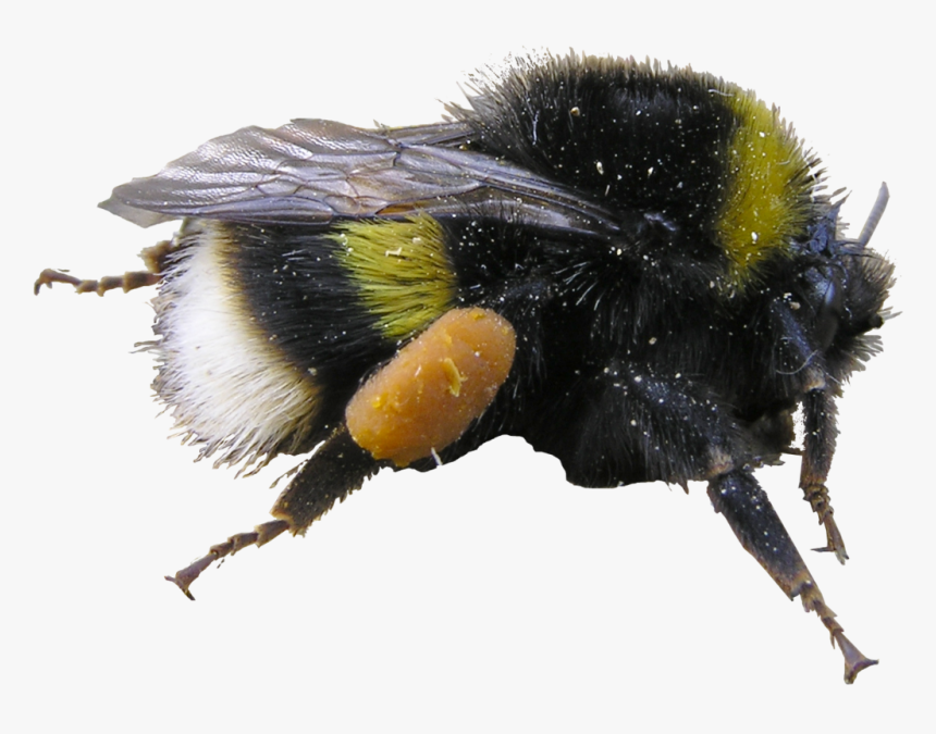 Bumblebee, HD Png Download