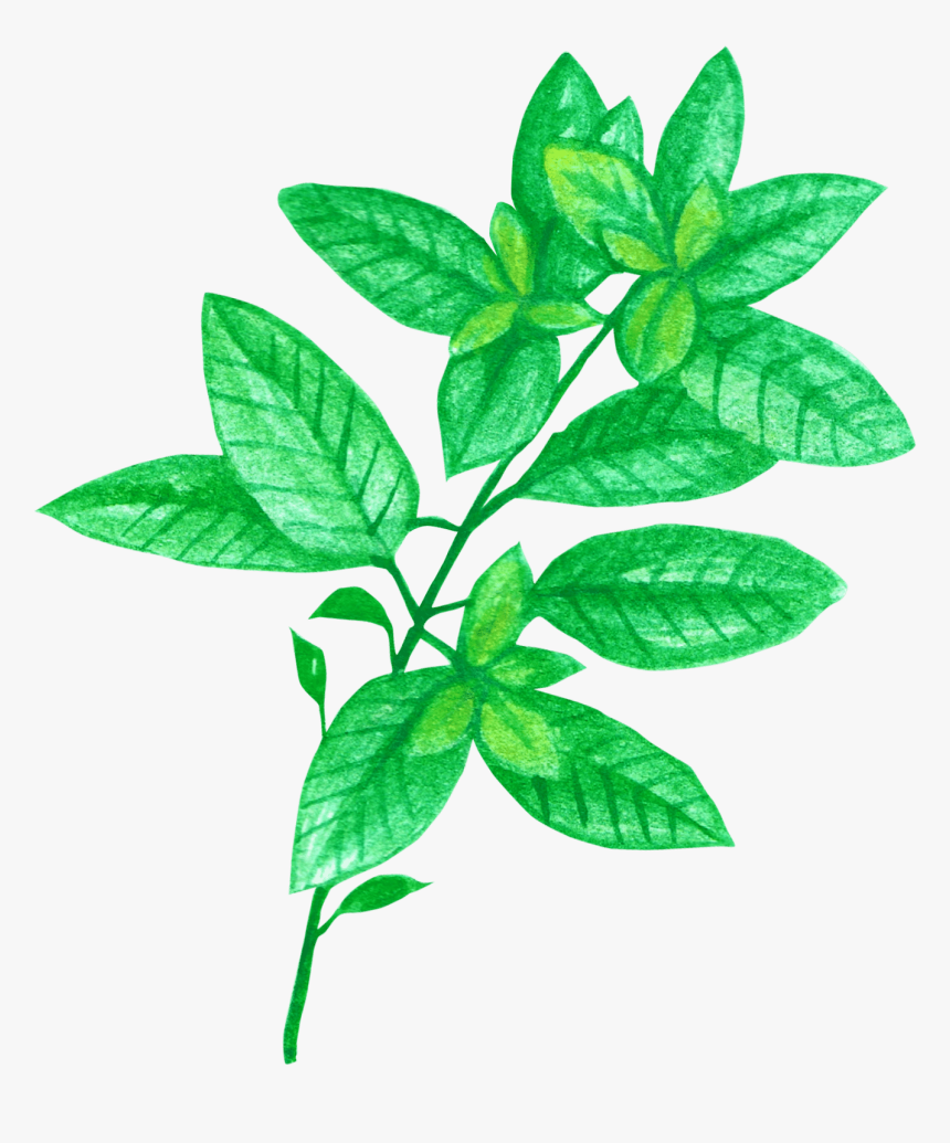 Basil Chrysanthemum Tea For Headache And Stress Png - Chrysanthemum Tea, Transparent Png