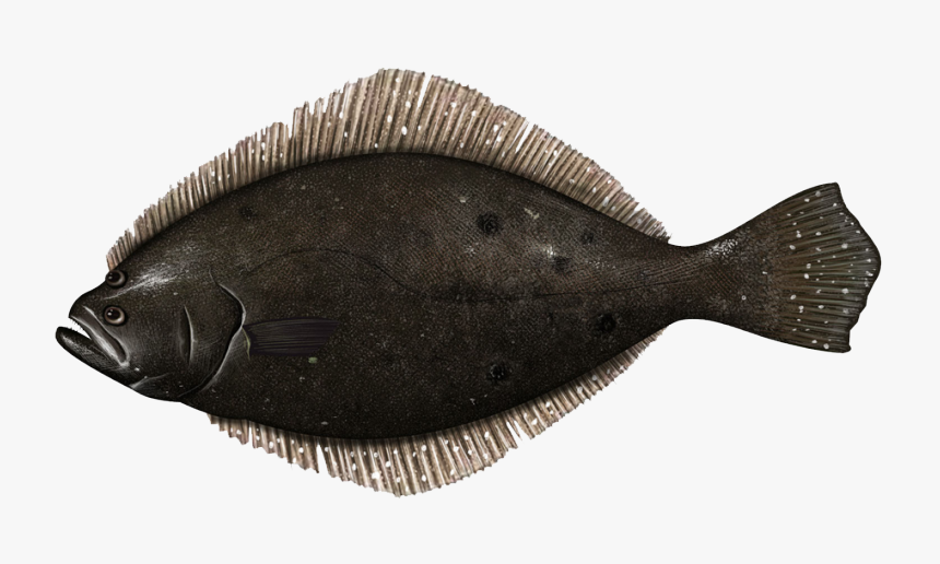 Transparent Flounder Png - Fish Summer Flounder Fluke, Png Download