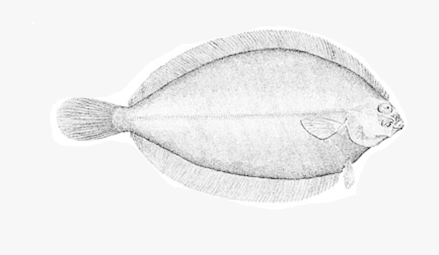 Witch Flounder, HD Png Download