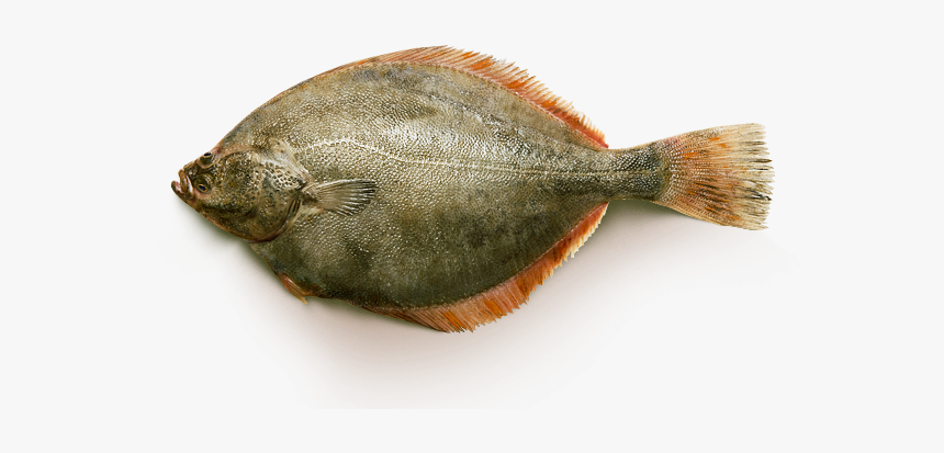 Sole, HD Png Download